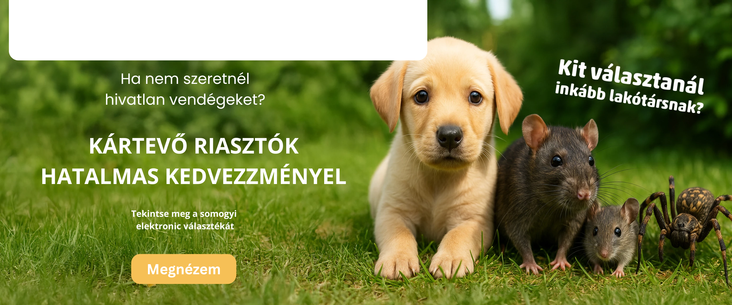 fenylik